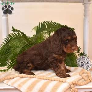 Midnight, Cavapoo Puppy